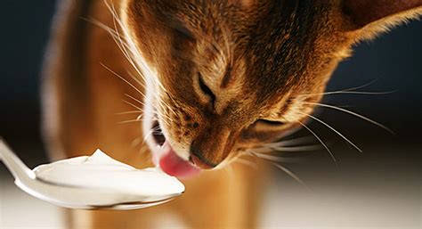 yoğurt kedilere zararlı mı